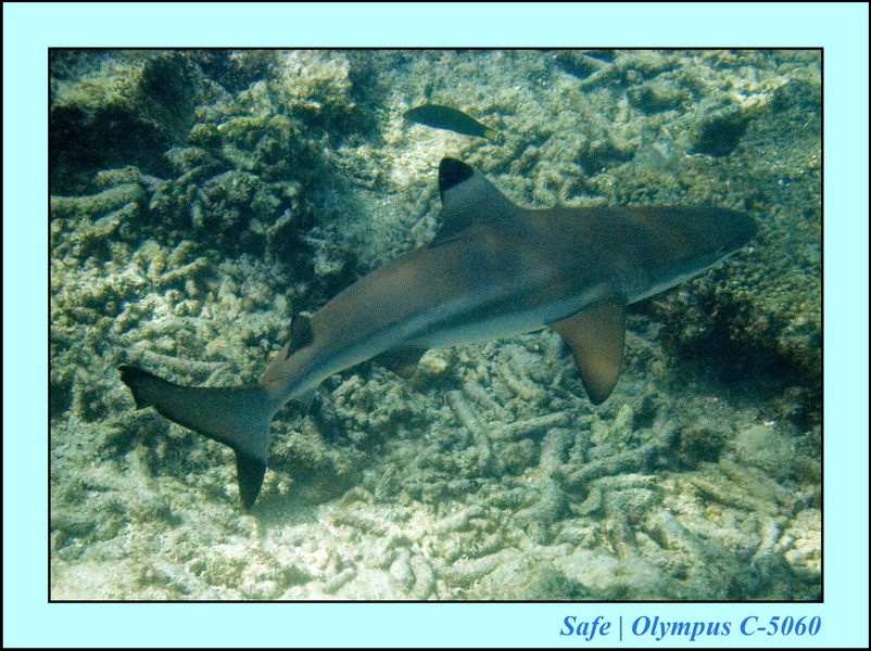 2008 - 07 - Redang - 088